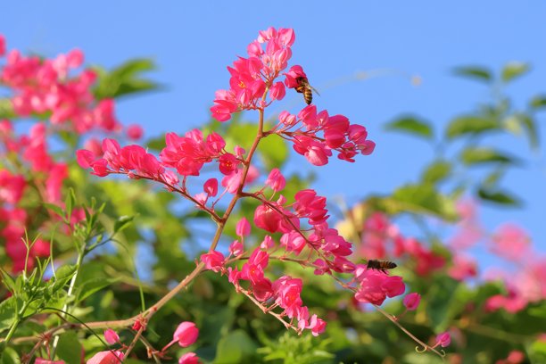 蜜蜂在红花上，背景为蓝天，照片特写图片下载