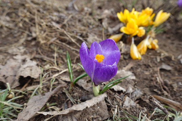 四月，番红花（Crocus vernus）的紫色和黄色花朵的微距照片图片下载