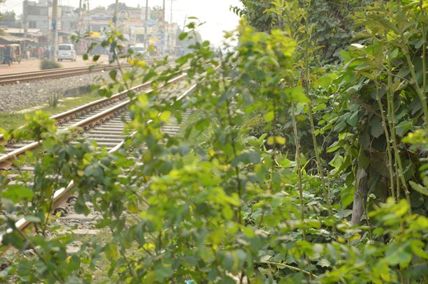 特写：明亮自然光下的绿色叶子，背景柔和虚化，清新自然的微距照片图片下载