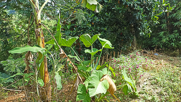 郁郁葱葱的花园里的绿色植物照片图片下载