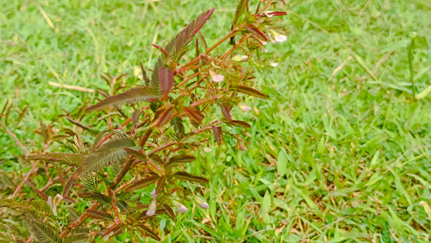草地上一张脸红的公主植物特写照片图片下载