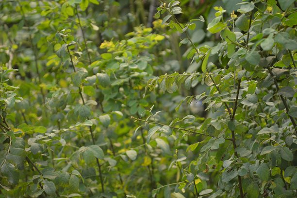特写绿色叶子在明亮的自然光下，背景柔和虚化，清新自然的微距照片图片下载