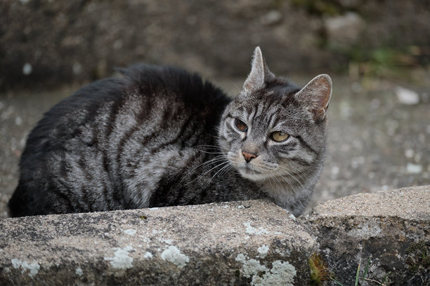 一只条纹灰猫躺在古老的石阶上，专注地看向一旁。一张摄于户外的自然、富有氛围感的动物照片。图片下载