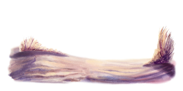 沙丘上的蒲苇草在金色落日余晖中闪耀，投下深紫色的阴影。手绘水彩风格插画，适合海岸装饰、旅行博客、自然风品牌设计。图片下载