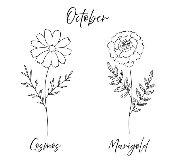 十月生日花格桑花和万寿菊，线条艺术矢量图集，黑白植物插画。优雅的花卉素描，手绘单色花朵设计，纹身风格。图片下载