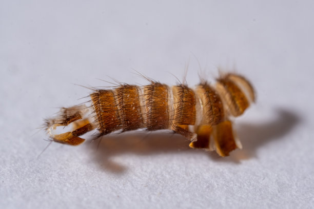 一张特写近景的幼虫蜕下的皮（蜕皮）或后半部分的微距照片，显示了许多毛发状的刚毛和清晰的、带有环状纹的腹部节段，这是地毯甲虫的特征。图片下载