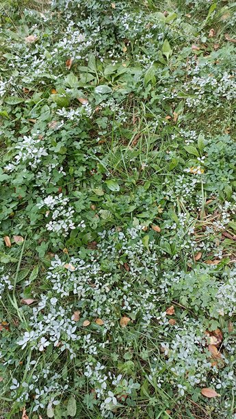 生机勃勃的绿三叶草丛，野外草地上点缀着娇嫩的白色小花，是理想的背景素材图片下载