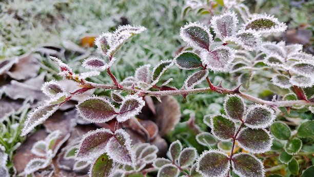 一张特写照片，绿叶上覆盖着厚厚的霜。图片下载