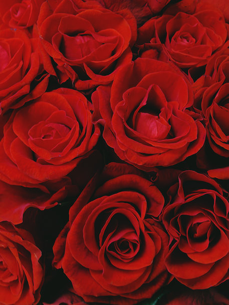 玫瑰纹理，低曝光花卉，红玫瑰，美丽的玫瑰照片，用于背景的植物照片，花束中的花朵，华丽的花朵，美丽的植物照片图片下载