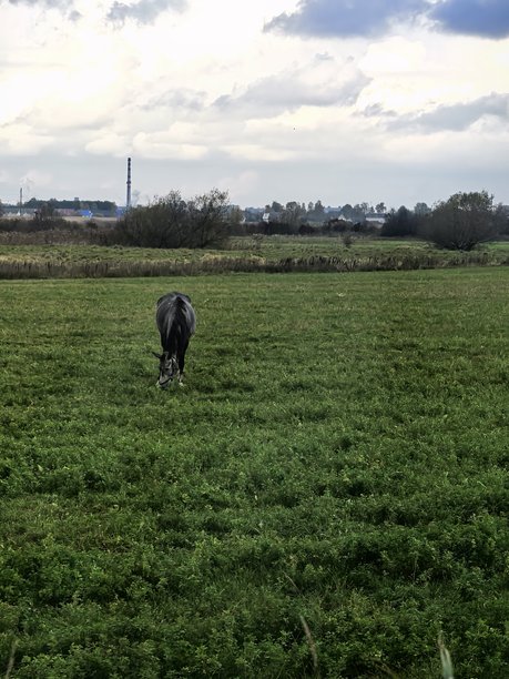 秋天的树木，美丽的秋季照片，阳光明媚的自然风光，阳光透过树枝，树上金黄的叶子，秋天的美景，美丽的树木照片，泛黄的叶子图片下载