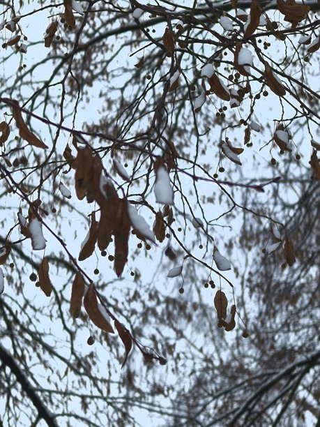 秋天的树木，美丽的秋季照片，阳光明媚的自然风光，阳光透过树枝，树上的黄叶，秋天的美景，美丽的树木照片，泛黄的叶子图片下载