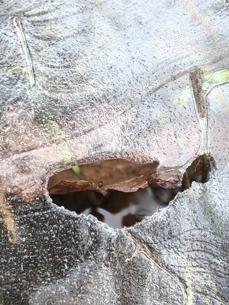 冰封的草地，薄冰，霜冻的草，冰封的自然，初霜，唯美的冬季照片，冰的纹理，冰封的自然，美丽的草图片下载