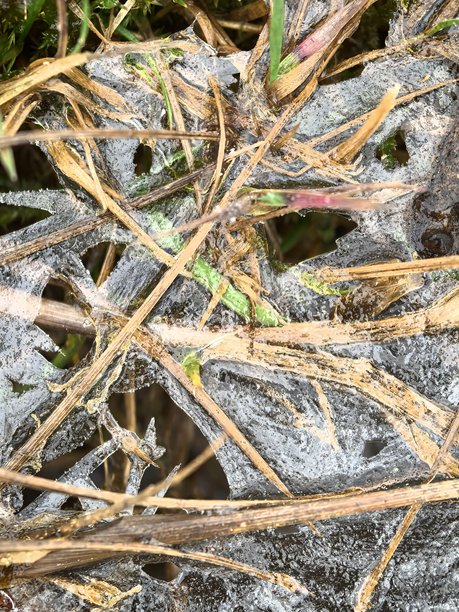 冰下的草，薄冰，冻草，冰封的自然，初霜，美丽的冬季照片，冰的纹理，自然冰冻，美丽的草图片下载