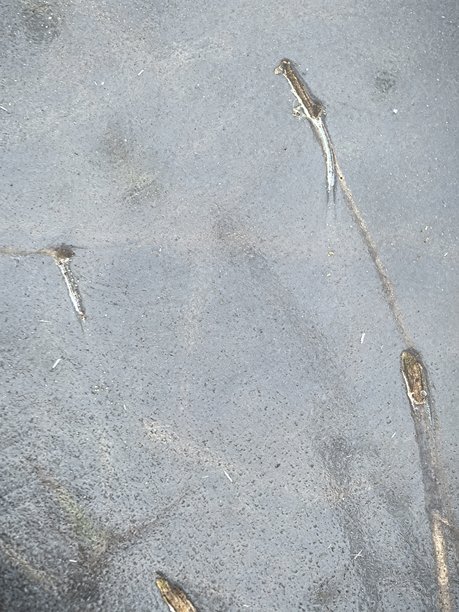 冰下的草，薄冰，冰冻的草，冰下的自然，初霜，美丽的冬季照片，冰的纹理，大自然冰封，美丽的草图片下载