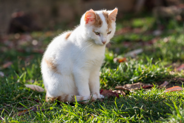 图片捕捉到宁静的秋日氛围以及家养猫咪在户外活动的自然姿态。图片下载