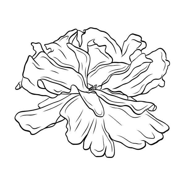 盛开的玫瑰花蕾，花瓣精致。线条艺术手绘墨水黑白插画矢量图。孤立的花朵对象。适用于明信片、海报、贴纸、印刷品设计图片下载