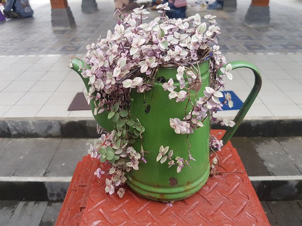 装饰性的绿色茶壶花盆中溢出的吊兰，创意家居园艺使用复古金属容器，粉色和绿色的叶子从独特的盆栽中倾泻而出。图片下载