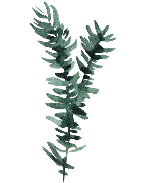 手绘水彩风格的绿色云杉或松树枝，孤立的插画，适用于冬季婚礼图片下载