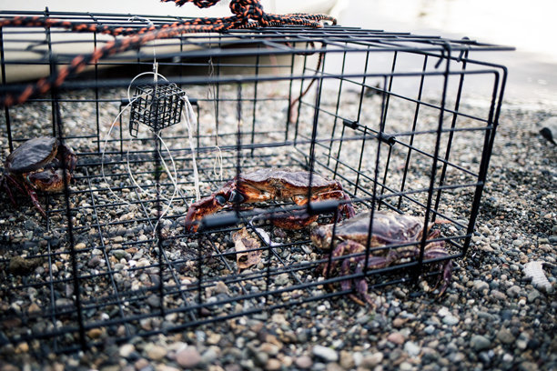 一张在鹅卵石海滩上坚固的金属丝陷阱中捕捉的邓杰内斯蟹的照片，在柔和的自然光下拍摄，已准备好收获。图片下载