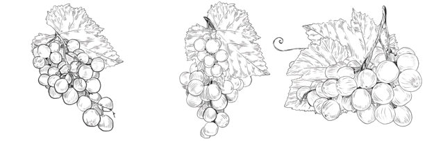 葡萄。手绘的葡萄藤枝，带有成串的葡萄和叶子。矢量手绘黑白图形铅笔插画。详细的葡萄，用于菜单设计、标签、化妆品、印刷品、信息图表图片下载