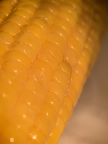 烤箱中正在烹饪的玉米，玉米的宏观摄影，煮玉米的美丽照片，食物准备，烤箱中的蔬菜，美味的蔬菜，蔬菜的美丽照片，蔬菜的质地图片下载