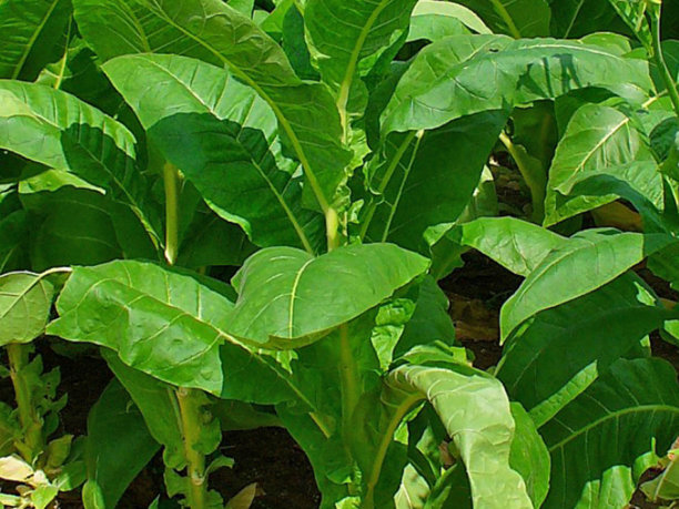 绿叶烟草或烟草植物的图片图片下载