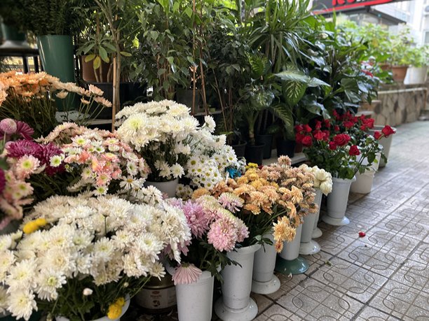 花市上拍摄的各种形式和种类的彩色花卉图片图片下载