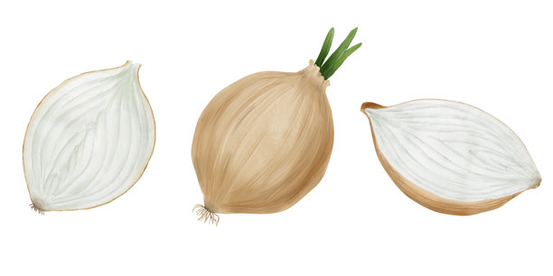 黄色洋葱，完整和半个。水彩数字插画。成熟、健康的农场蔬菜，孤立在白色背景上。葱绿。图片下载