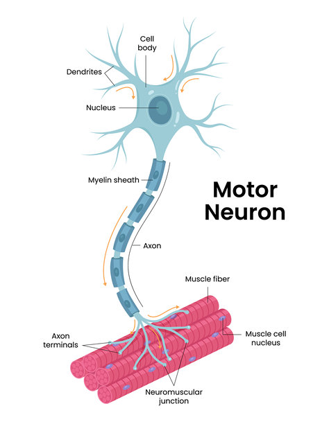 描绘运动神经元和肌肉细胞详细解剖结构的神经元矢量插画。图片下载