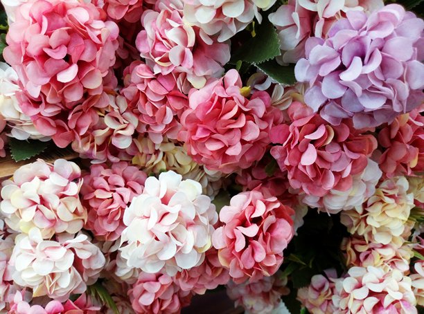 粉色绣球花背景。植物花卉照片壁纸。花卉卡片。图片下载