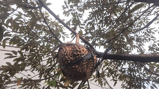 榴莲果实挂在树上的照片图片下载