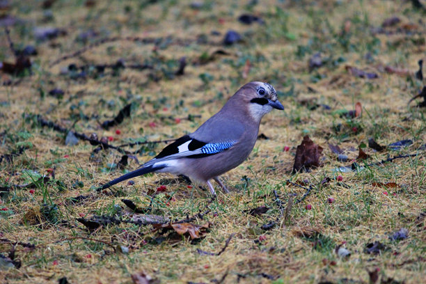 杰伊，特写。野生自然照片。图片下载