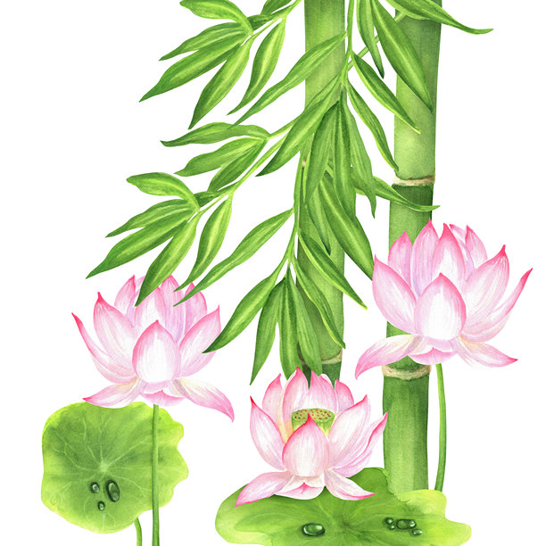 绿色的竹竿和竹叶，以及粉色的莲花和绿叶，孤立的中国园林剪贴画。手绘水彩插画，适用于亚洲主题设计、包装、明信片、海报。图片下载