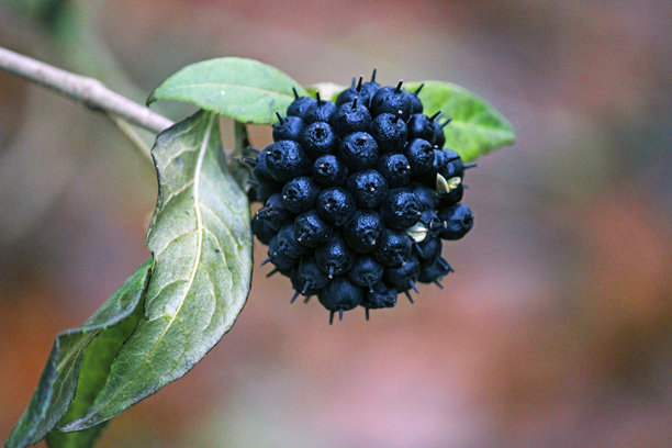近距离拍摄的五味子果实。秋季的植物。插画。图片下载