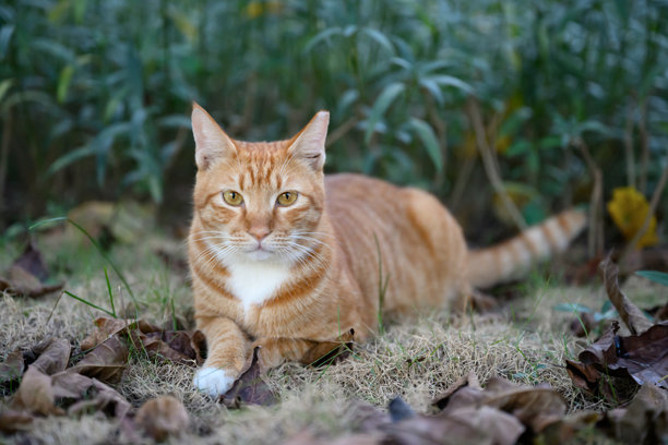猫咪慵懒地躺在植物丛中。图片下载