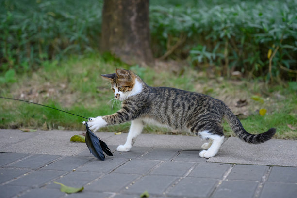 小猫在公园里玩耍。图片下载
