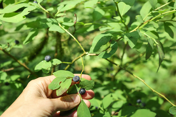 觅食者在森林中寻找野生蓝莓，植物背景虚化图片下载