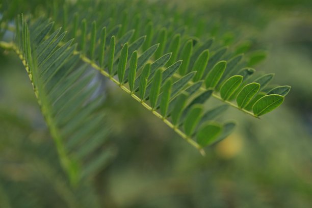 绿色叶子插画自然图片下载