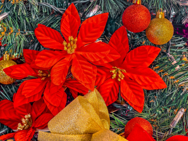 圣诞装饰，包括一品红、金色和红色饰球、金色浆果和丝带，装饰在松枝上。新年背景。图片下载