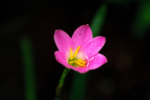 印度尼西亚的自然美景，包含小型动植物，动植物的微距照片图片下载