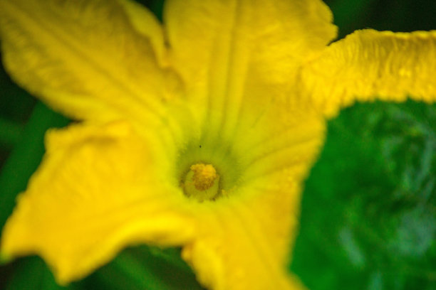 印度尼西亚的自然之美，包含小型动植物，动植物微距照片图片下载