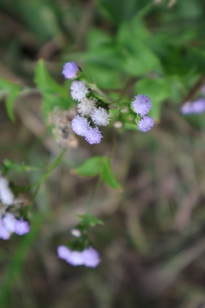 一张特写照片，捕捉到了一朵盛开的紫色野花，上面点缀着白色和蓝色的斑点，它生长在自然栖息地的植物绿叶丛中。图片下载