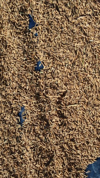 这张合成照片包含两个不同的农业场景。左侧是一个覆盖着干玉米秆的开阔田野。图片下载