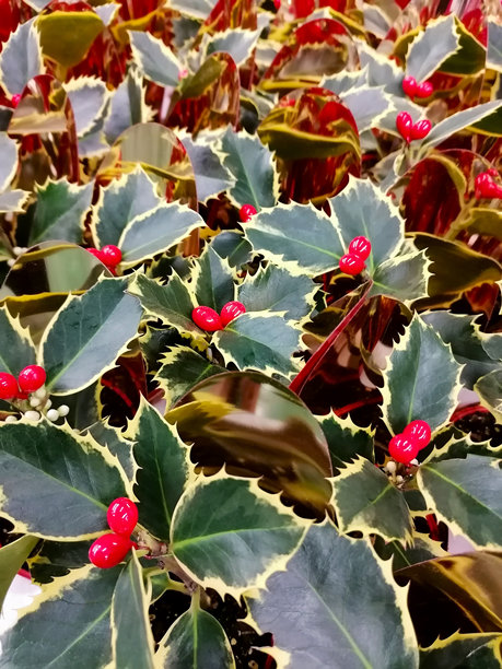 冬青圣诞冬青背景全景图素材图片图片下载