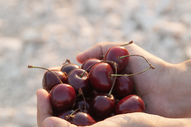 农民手中捧着饱满、成熟的红樱桃。画面聚焦于捧着鲜艳水果的手，展现了樱桃的新鲜度和农民的精心照料。留有复制空间。俯视角度。图片下载