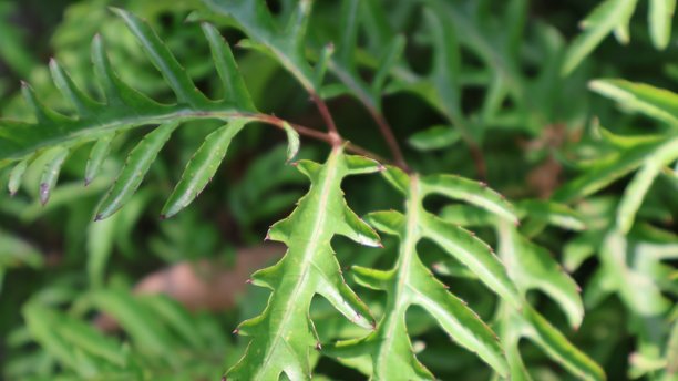 这张照片展示了两种截然不同的自然视角：左侧是一片蕨类植物的特写，展示了其精致复杂的纹理和该类植物特有的浓郁绿色。图片下载