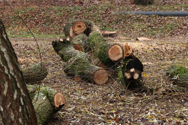秋季森林中，地面上铺着覆盖着苔藓的新鲜木材原木——这是一张与林业、生态、木材采伐、自然保护、可持续资源利用以及自然环境季节变化相关主题的纪录片照片图片下载
