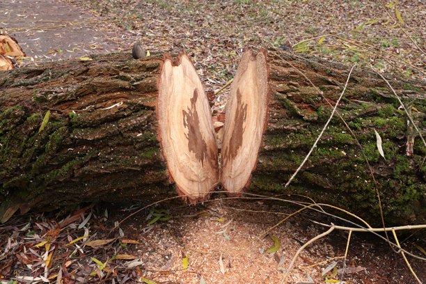 垂直锯开的树干，可见木材纹理和树皮上的苔藓——用于林业、木工、生态、自然保护、植物学教育材料和可持续资源利用等主题的纪录片式照片。图片下载