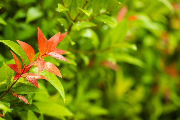 绿色自然背景，一张令人惊叹的高分辨率宏观照片，展示了一片新鲜的绿叶和几片红叶。图片下载
