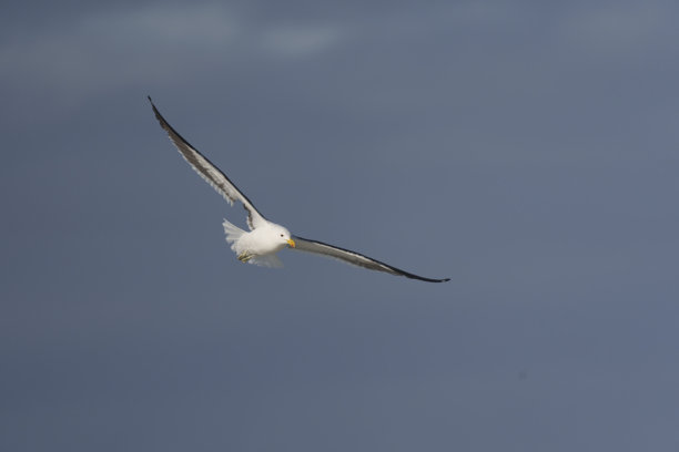 一只巨鸥在南非西开普省赫曼努斯上空的晴朗蓝天中翱翔。在风景如画的鲸鱼海岸拍摄，是野生动物、自然和鸟类摄影项目的理想素材。图片下载